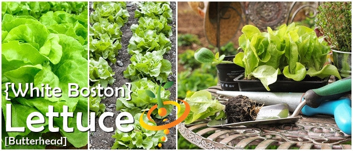 White Boston Butterhead lettuce seeds from SeedsNow, showing fresh seed packets for growing buttery, crisp lettuce.