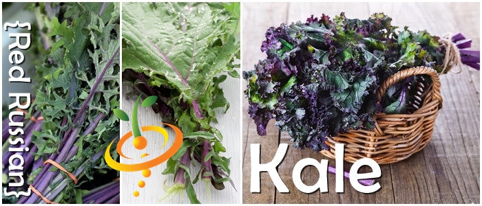 Close-up of Red Russian kale with purple stems and deep gray-green leaves, fresh kale bunch in a wicker basket on wooden surface