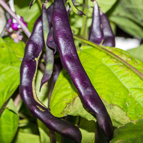 Buy Purple Podded Pole Bean seeds in the USA! Vibrant purple pods, Stringless. Shop for USA-quality heirloom organic non-GMO seeds to plant in your organic garden!