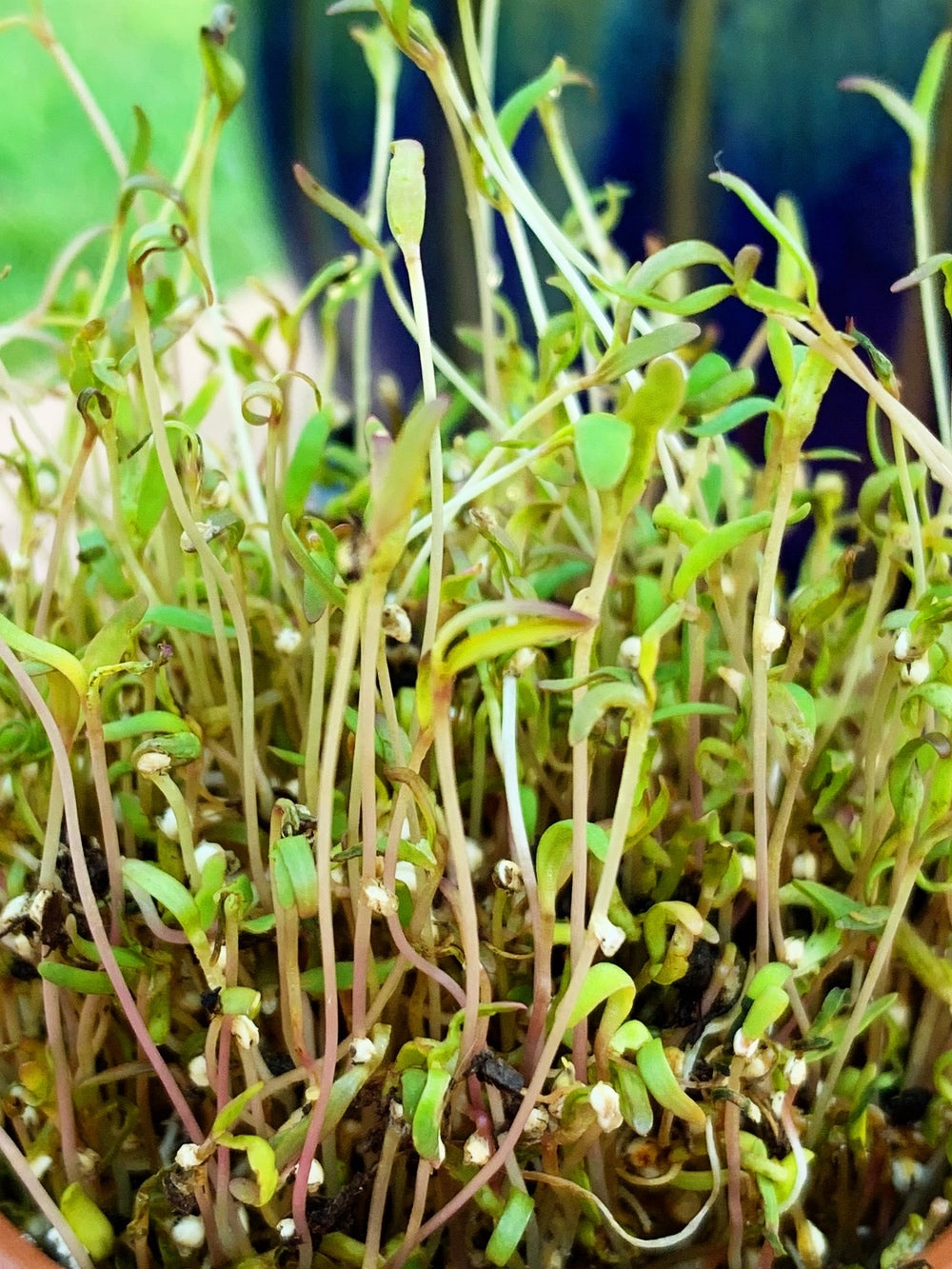 Fresh quinoa seeds for sprouting, displayed in a clear container, ideal for microgreens and sprout cultivation.