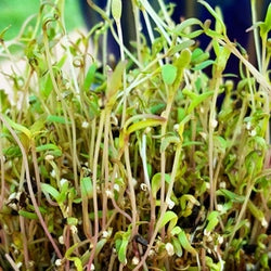 Fresh quinoa seeds for sprouts and microgreens from SeedsNow, shown in a clear, close-up view.