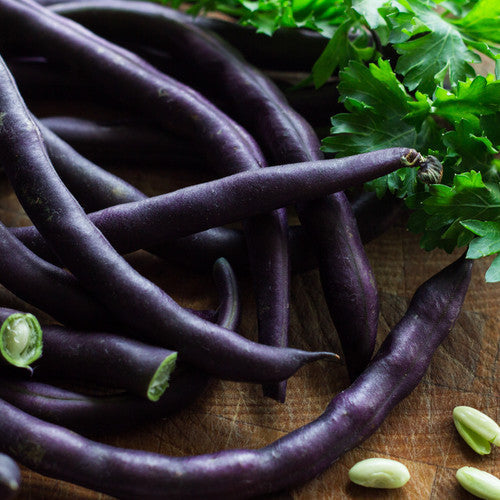 Royal Burgundy bush bean seeds from SeedsNow, close-up of vibrant purple and green bean pods ready for planting.