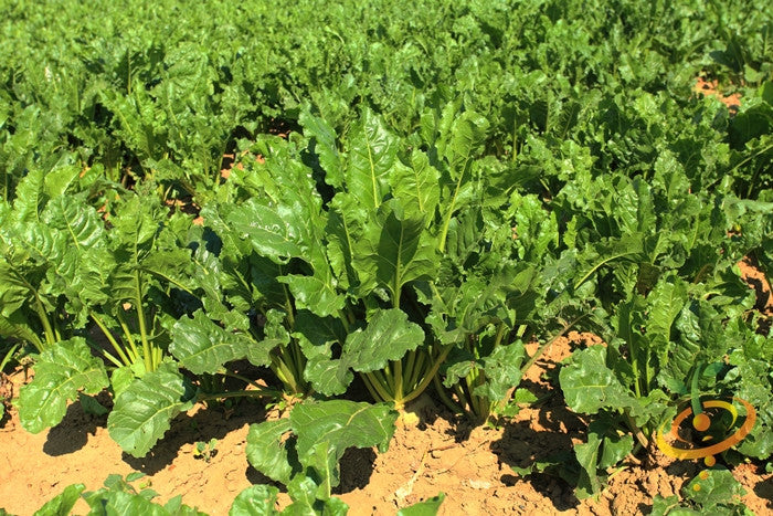 Detroit beet plants growing in a garden with green leaves in soil