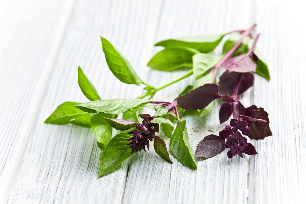 Mexican basil seeds from SeedsNow, showing small round basil seeds ideal for planting and culinary use.