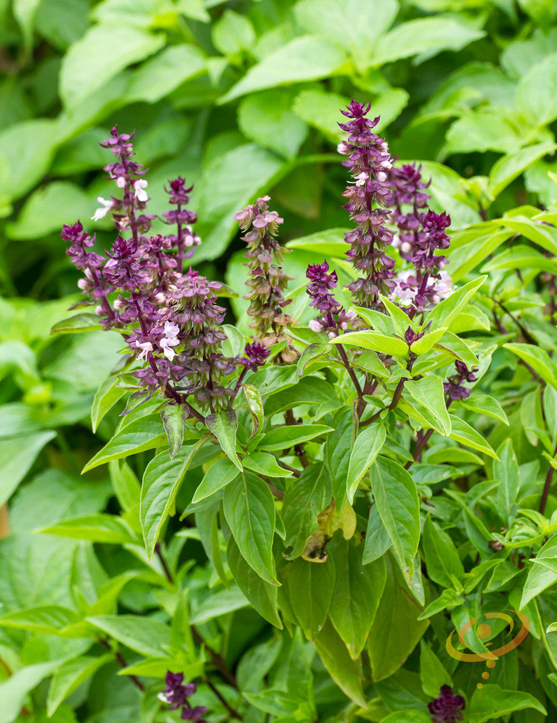 Basil Licorice seeds from SeedsNow, small green seeds with a smooth surface, ideal for planting in herb gardens.