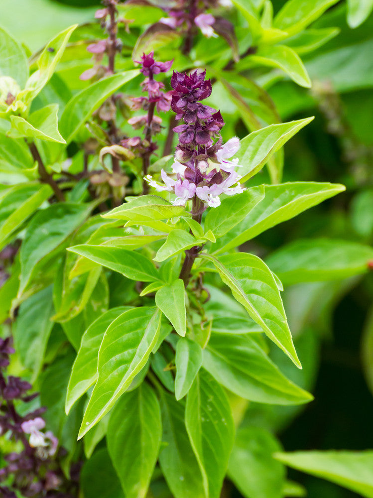 Mexican basil seeds, Cinnamon basil variety, shown in clear image, ideal for herb gardening and culinary use.
