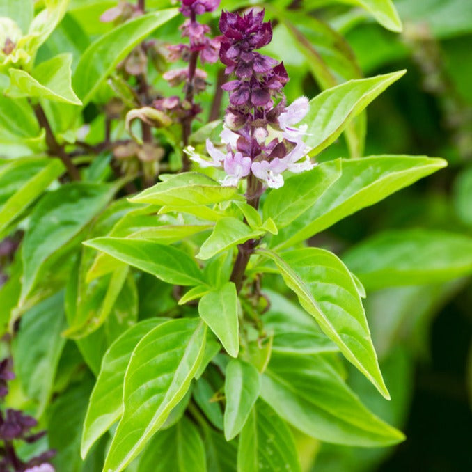 Mexican Basil Seeds | Cinnamon Basil with Fragrant Cinnamon Flavor