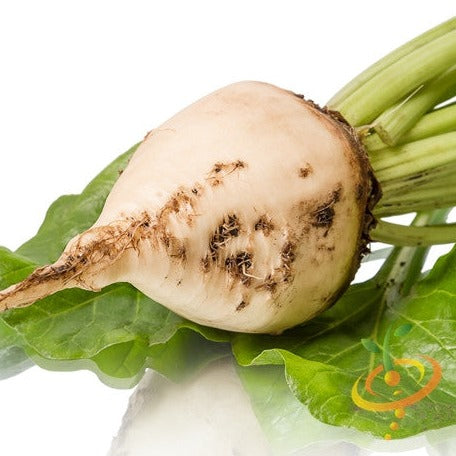 Buy White Detroit Beet seeds for sale online in the USA. Cold-hardy beet, 55 days to maturity! Open-pollinated, USA-quality, Heirloom, organic seeds & more!