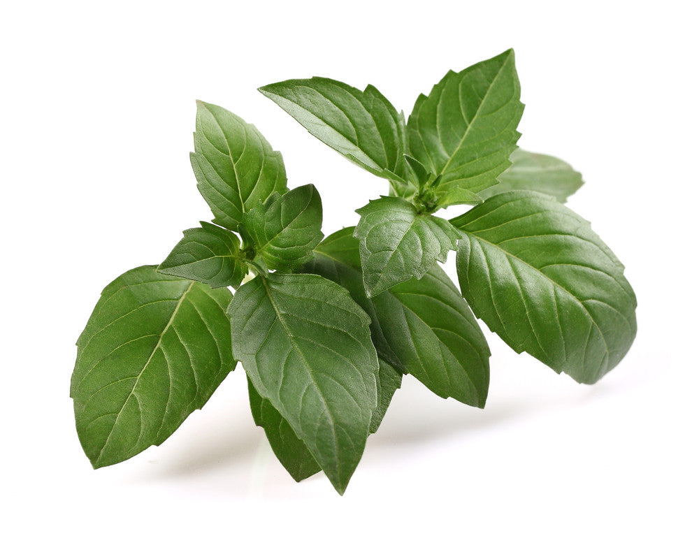 Italian Large Leaf Basil fresh green leaves close-up on white background
