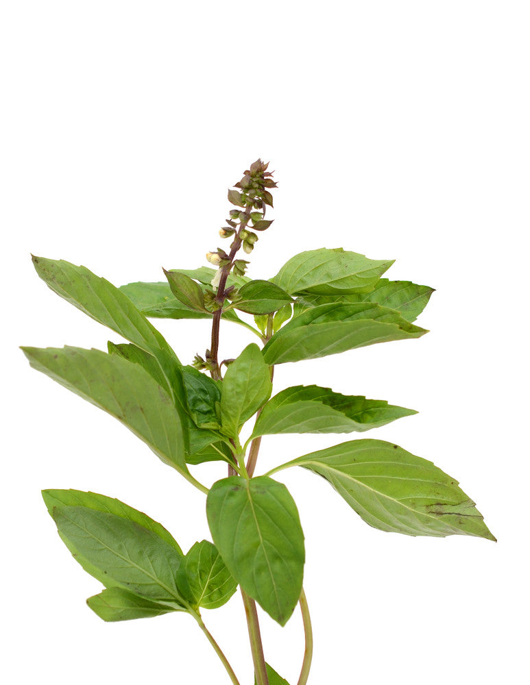 Mexican basil seeds from SeedsNow, showing small green basil seeds on a white background, ideal for planting and herb gardening.