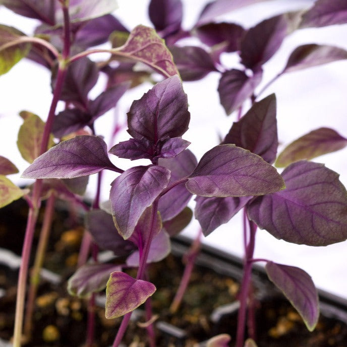 Dark Opal Purple basil seeds from SeedsNow, showing vibrant purple basil leaves and seed packets on a white background.