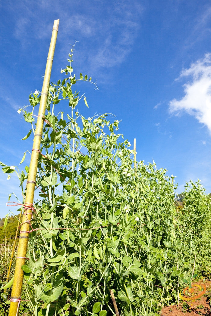 White Emergo runner bean growing on a pole, fresh green leaves, and white beans visible in the image.