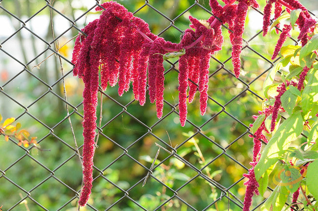 Red Garnet Amaranth seeds from SeedsNow, showing small, vibrant red seeds suitable for planting or culinary use.
