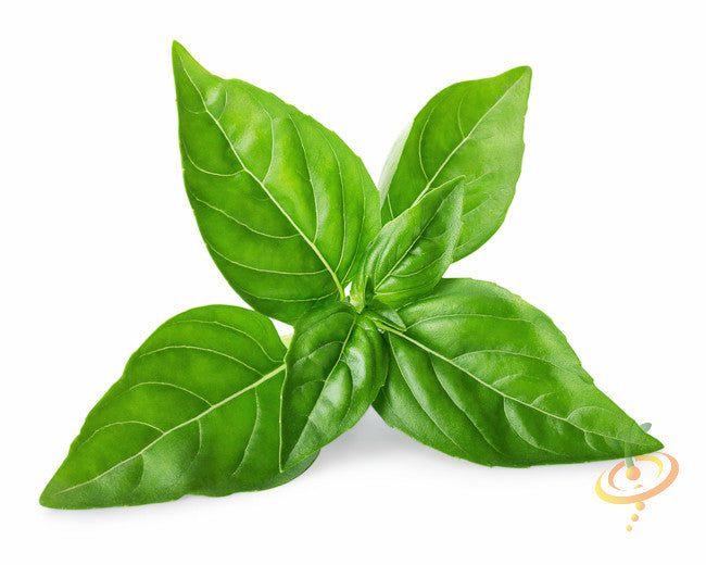 Basil lime seeds from SeedsNow, small green seeds with lime and basil flavor, ideal for planting and herb gardening.