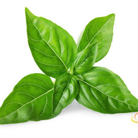 Basil lime seeds from SeedsNow, close-up of small basil seed packets with vibrant green basil and lime flavor details.