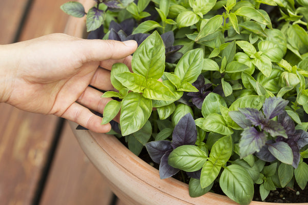 Hand holding fresh green and purple basil leaves growing in a pot, Basil Herb Mix seeds variety