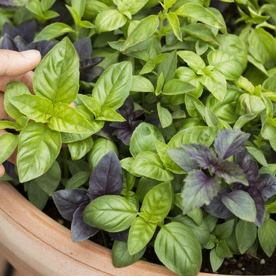 Basil Herb Mix Seeds | Easy-to-Grow Blend of Super Fragrant Basil