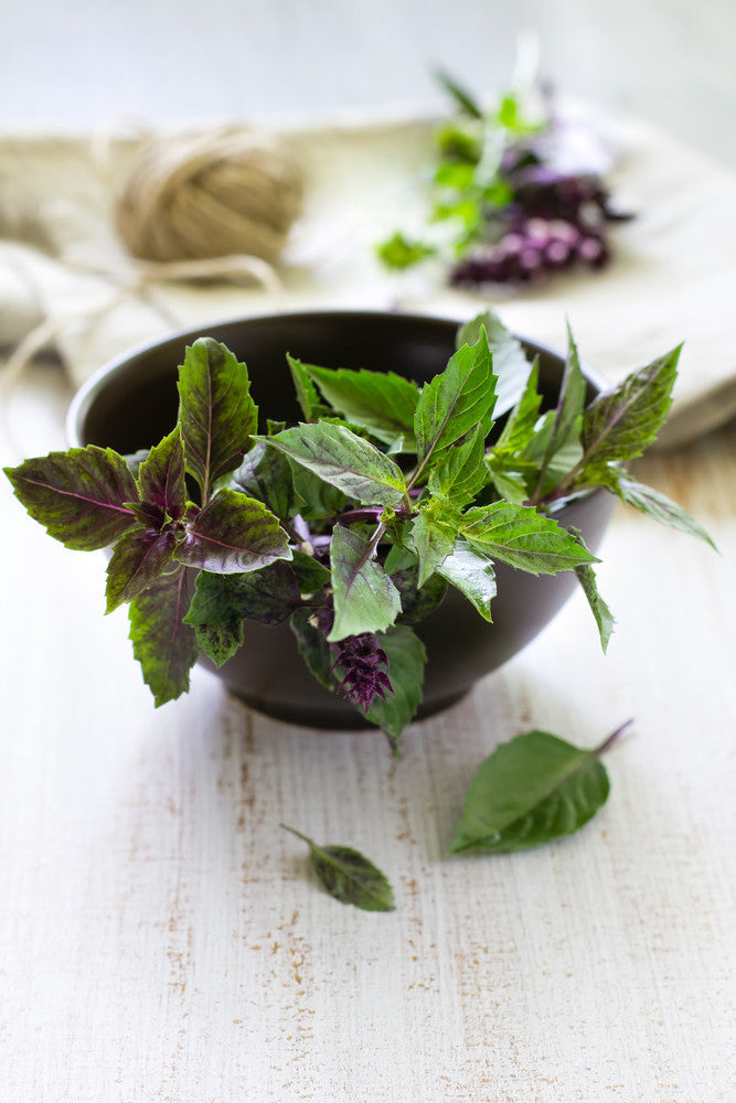 Basil seeds from SeedsNow, including Licorice basil variety, shown in a close-up image with green basil seed pods.