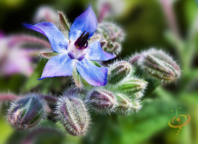 Borage (Starflower) flower seeds from SeedsNow, showing vibrant blue star-shaped flowers and green foliage on a garden background.