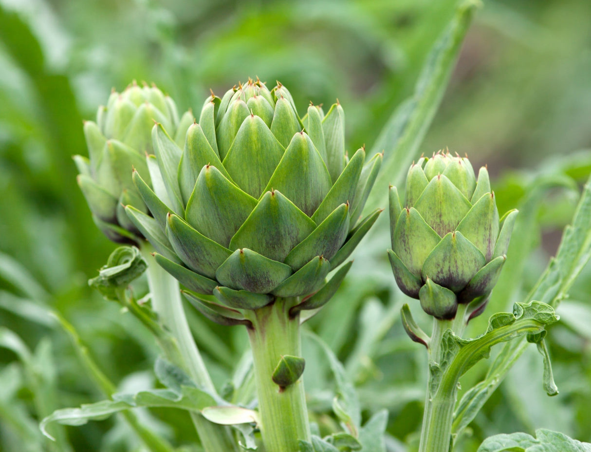 Green Globe artichoke seeds from SeedsNow, showing fresh seeds for planting in a natural setting.