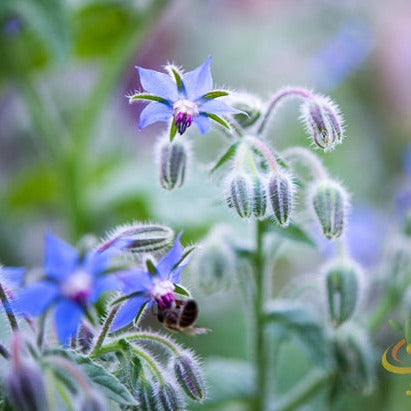 Source for Borage Starflower seeds for sale online in the USA. Bright blue edible star-shaped flowers! Open-pollinated, USA-quality, Heirloom, organic seeds & more!