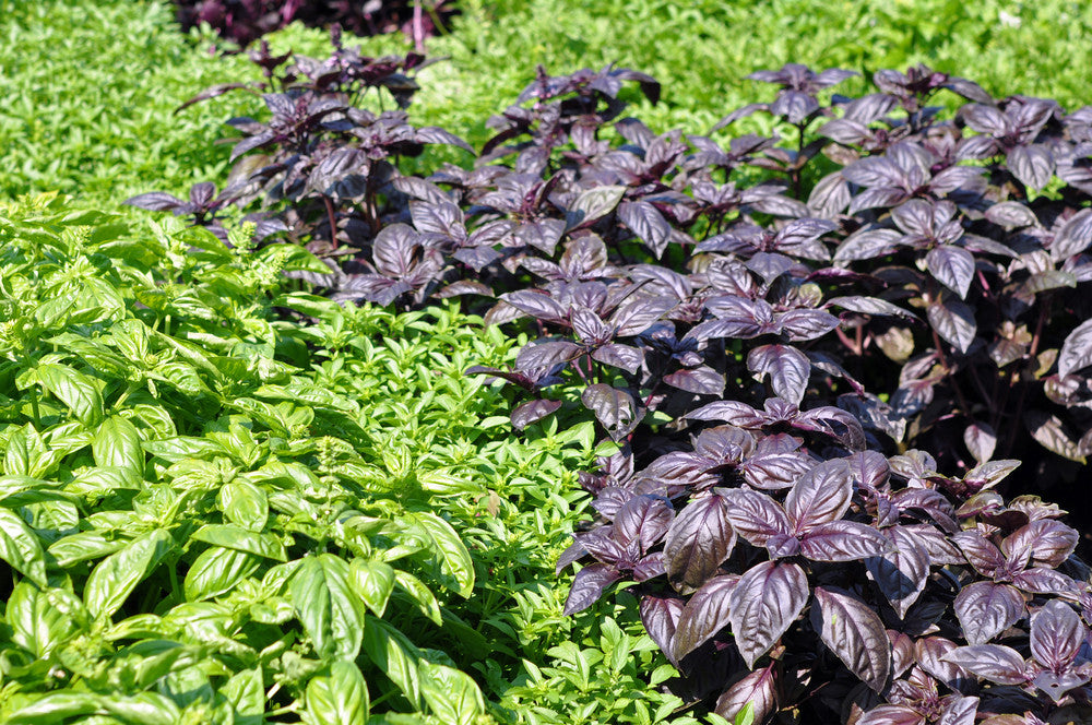 Dark Opal Purple basil seeds from SeedsNow, showing bright purple basil leaves and seeds in a natural outdoor setting.
