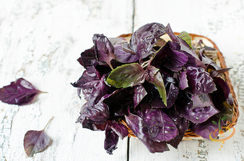 Dark Opal Purple basil seeds from SeedsNow, showing vibrant purple basil leaves and seeds in a close-up shot.