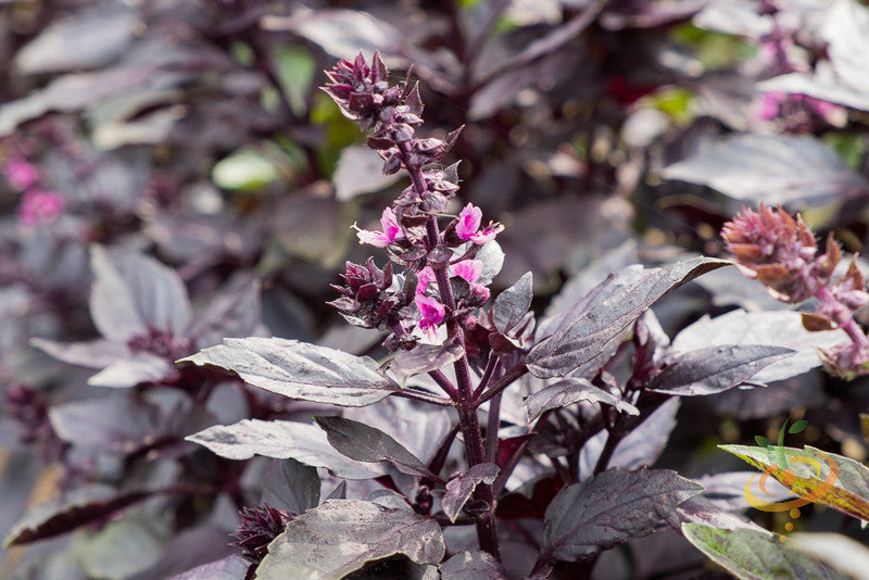 Dark Opal Purple basil seeds from SeedsNow, showing small purple basil seeds on a white background.