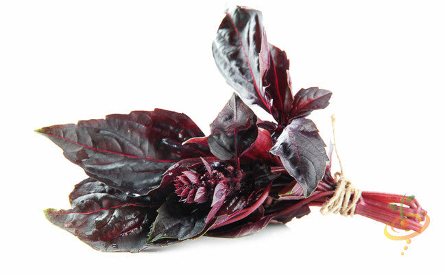 Red Velvet Basil seeds from SeedsNow, showing vibrant green and red basil leaves on a plant.