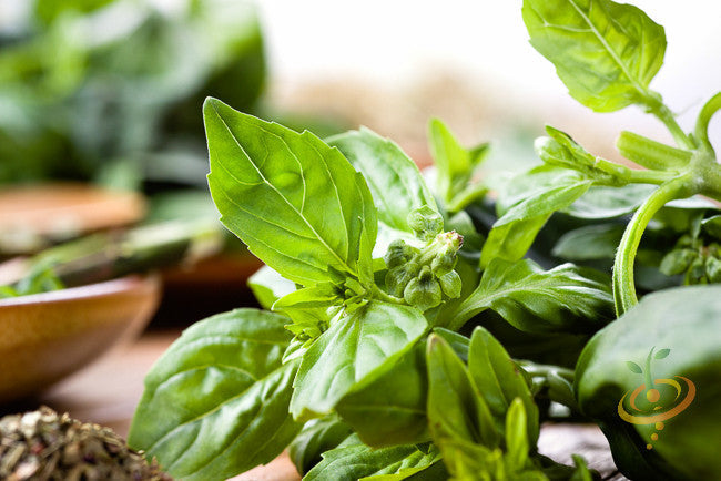 Basil lime seeds from SeedsNow, small green seeds used for growing aromatic basil with lime flavor.