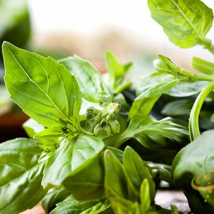 Buy Lime Basil seeds for sale online in the USA! Zesty lime fragrance!