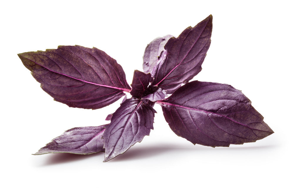 Dark Opal Purple basil seeds from SeedsNow, showing vibrant purple basil seeds in a close-up view.