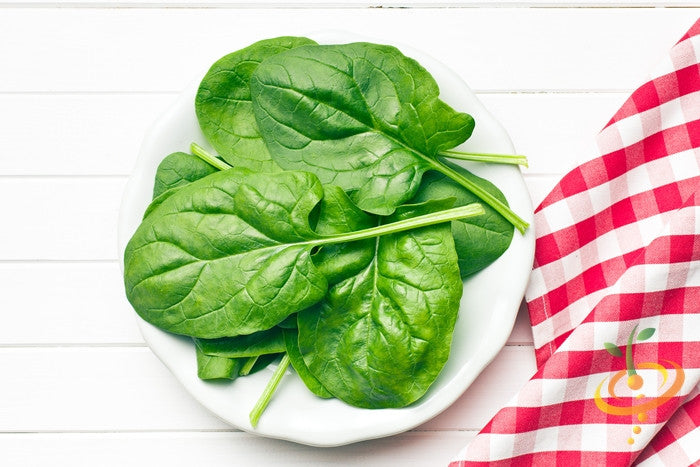 Fresh green spinach leaves from Matador Viking seeds by SeedsNow, ideal for salads and cooking.