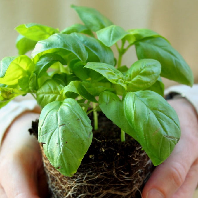 Genovese Basil Seeds | Sweet Basil for Pesto, Salads & Cooking