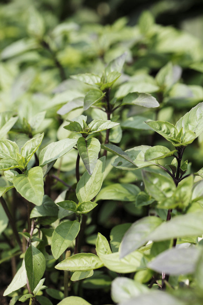 Mexican basil seeds, also known as cinnamon basil, from SeedsNow, shown in a close-up image with green leaves and seed packaging
