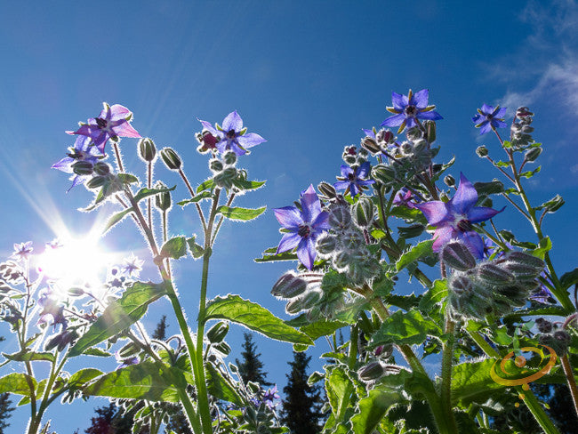 Borage starflower seeds from SeedsNow, showing vibrant blue star-shaped flowers and green foliage in a garden setting.
