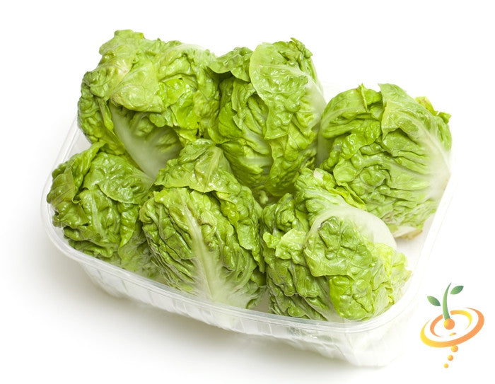 Little Gem lettuce seeds from SeedsNow, small green lettuce with tender leaves, ideal for home gardening and fresh salads.