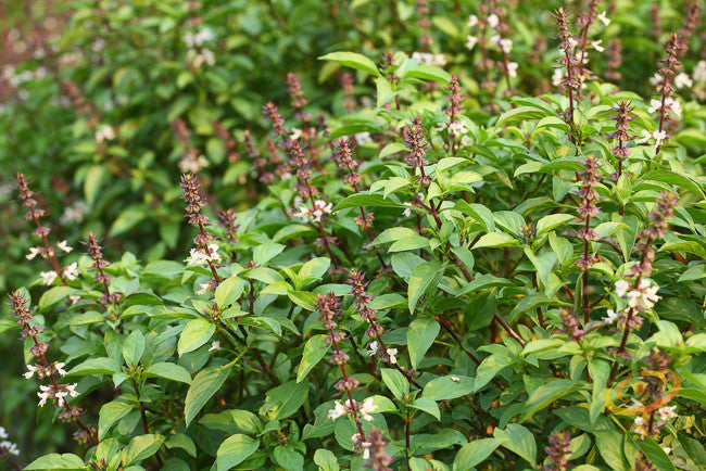 Close-up of lush green basil herb mix plants with small flowers growing outdoors