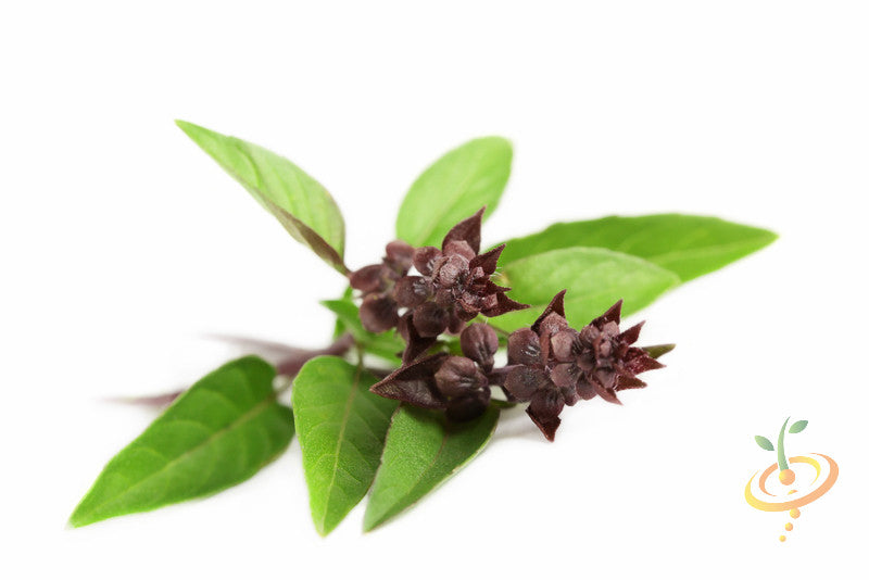 Basil Licorice seeds from SeedsNow, showing small seeds in a clear container on a white background.