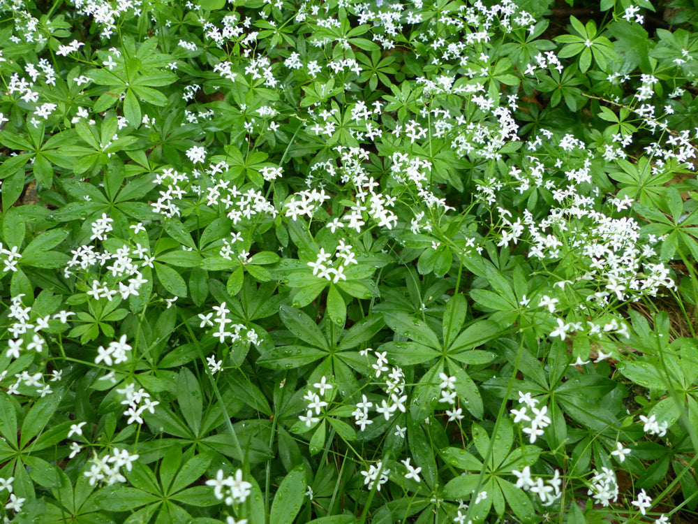 Sweet Woodruff seeds growing into green ground cover with small white star-shaped flowers