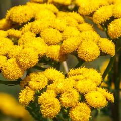 Medium image of SeedsNow-All-in-One Mosquito Repellent Garden Variety Pack, featuring tansy and other plants for natural mosquito control.
