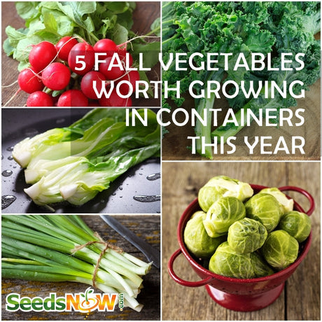 5 Fall Vegetables Worth Growing In Containers This Year