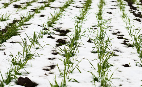 It's Winter!  What to do in the garden now?!