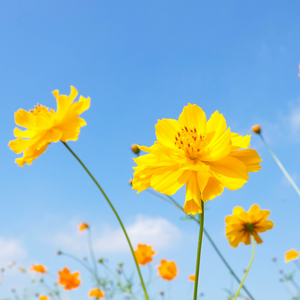 Flowers - Cosmos, Yellow Sulphur