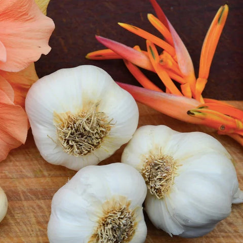 *NEW!* All-in-One Organic Garlic Variety Pack