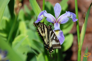 Wildflowers - Exotic Mountain Scatter Garden Seed Mix - SeedsNow.com