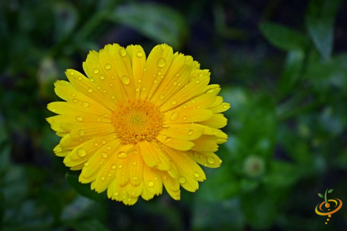 Wildflowers - All Annual Scatter Garden Seed Mix - SeedsNow.com