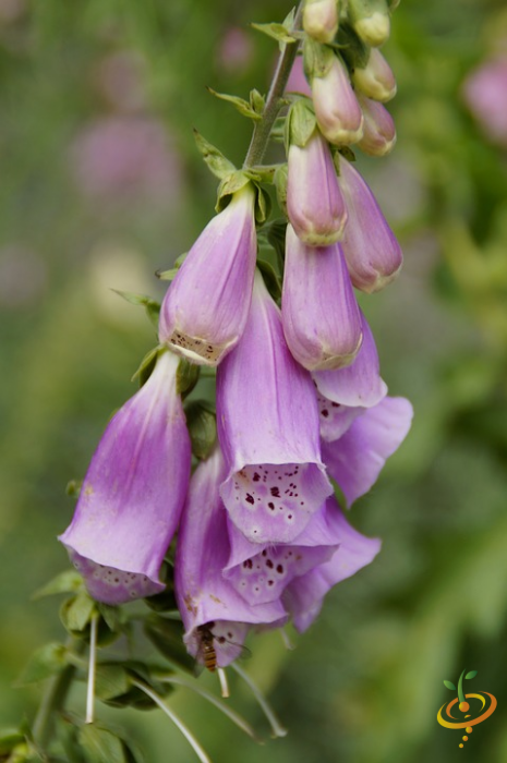 Wildflowers - Deer Resistant Scatter Garden Seed Mix - SeedsNow.com