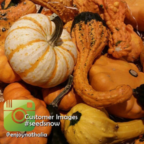 Mixed small gourds of various shapes and colors from gourd seeds collection