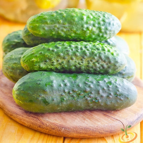 Cucumber - Homemade Pickles - SeedsNow.com